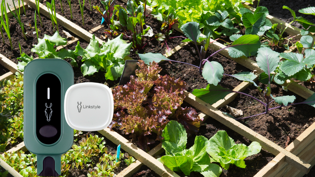 10 Best Vegetable Seeds to Start in March in California for a Bountiful Fall Harvest